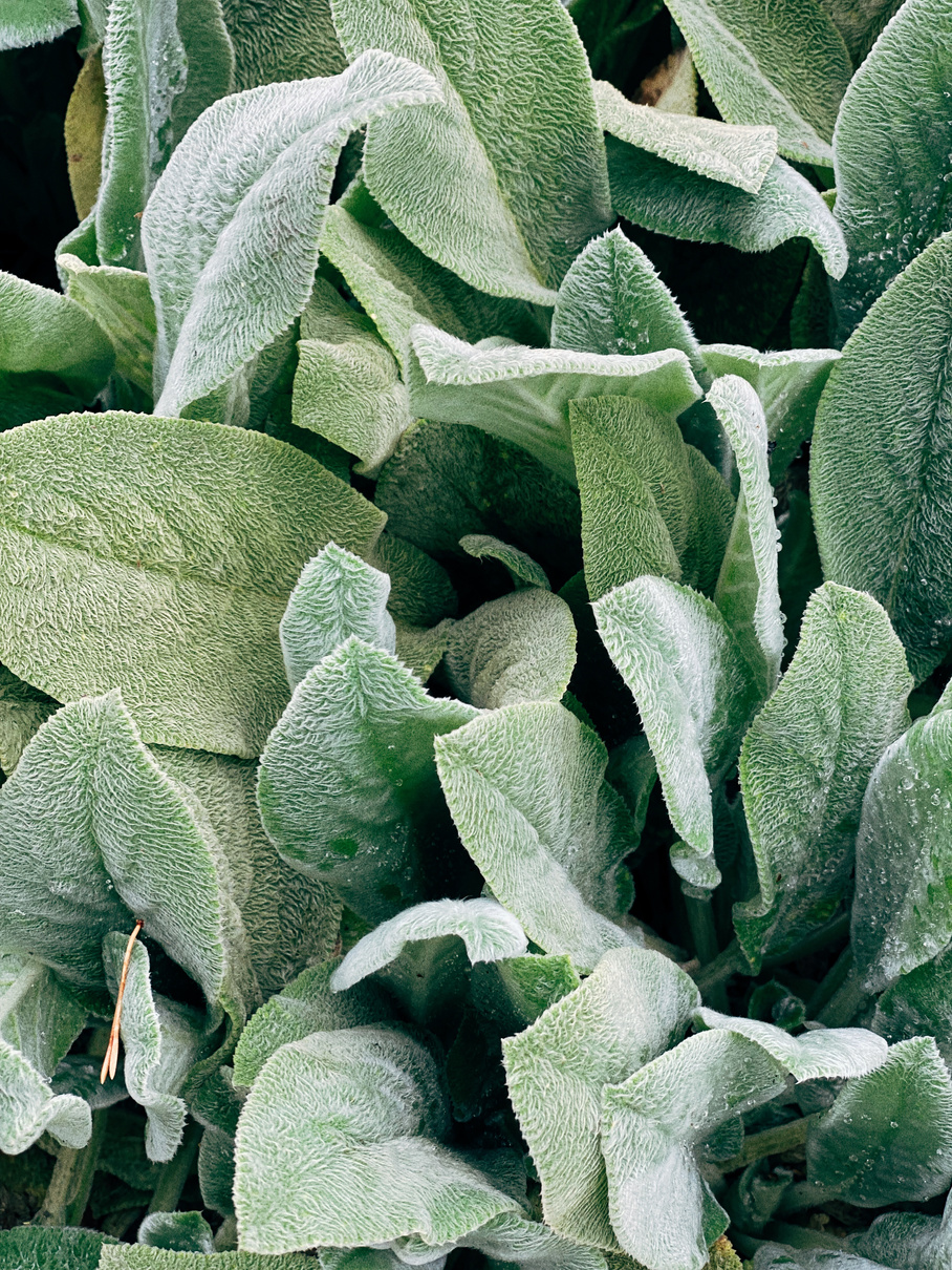 Green and White Leaves Plant